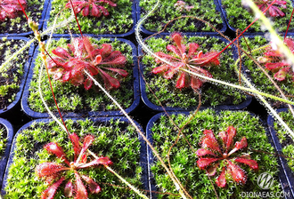 Drosera Spatulata var. Lovellae