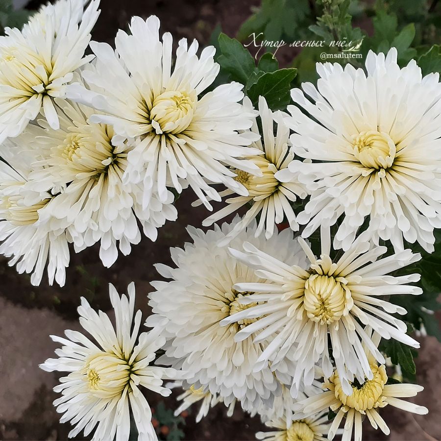 Chrysanthemum Хризантема Лебединая верность