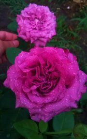 Клод Брассер (Claude Brasseur) , Ч/Г, Meilland Клод Брассер (Claude Brasseur) , Ч/Г, Meilland