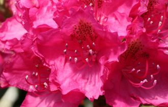 Персис Американ Бьюти рододендрон гибридный (Rhododendron hybrid PEARCE&#039;S American Beauty)
