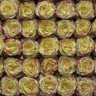 HIGH & YELLOW FLAME 80CM