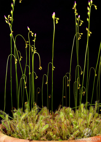 Drosera Nidiformis