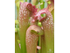 Sarracenia Excellens