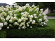 Грандифлора гортензия метельчатая (Hydrangea paniculata Grandiflora)
