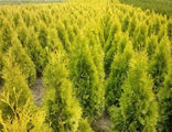 Туя западная Янтарь(Thuja occidentalis Jantar)(60-80)