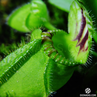 Cephalotus follicularis. Цефалотус