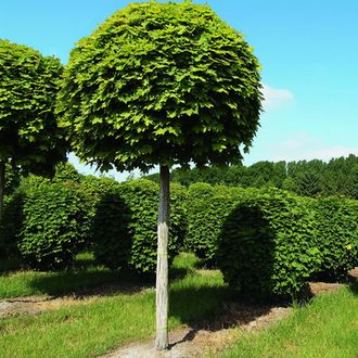 Глобозум клён остролистный (Acer platanoides Globosum)