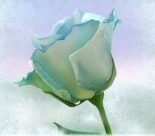 Бутон белой розы