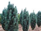 Сосна обыкновенная Фастигиата (Pinus sylvestris Fastigiata)