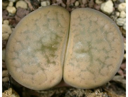 Lithops hookeri v.elephina C093 - 10 семян