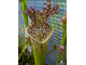 Sarracenia leucophylla Citronelle