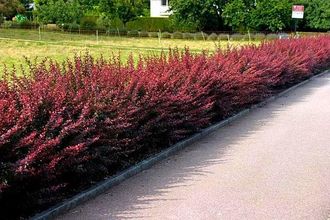 Барбарис Тунберга Atropurpurea