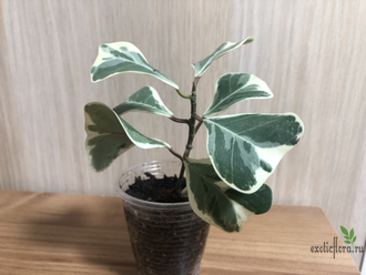 Ficus triangularis ‘White Margin’ / фикус треугольный белый