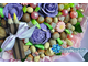 Ореховый с фиолетовыми шоколадными розами