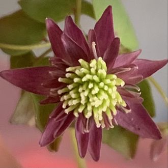 Anemonella thalictroides «Double Purple»