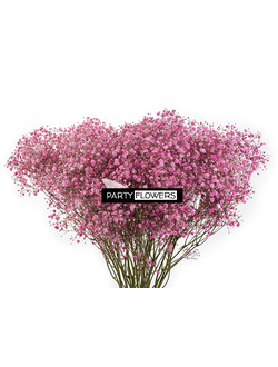 GYPSOPHILA (ГИПСОФИЛА) PINK