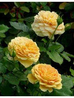 Голден Зест (Golden Zest) роза,  ЗКС