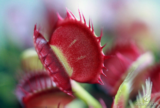 Dionaea muscipula Cross teeth