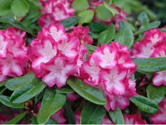 Эрапшн рододендрон гибридный (Rhododendron hybrid Eruption)