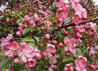 Яблоня Маковецкого (Malus purpurea Makowieckiana)