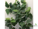 Ficus Fred Boutin / фикус фред бутин