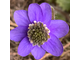 Hepatica nobilis «Noblessa»