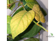 Ficus villosa “Blume” / фикус виллоза малая