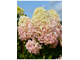 Скайфол гортензия метельчатая (Hydrangea paniculata `Skyfall`)