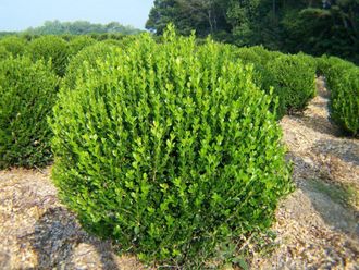 Самшит вечнозелёный (Buxus sempervirens)(30-40-3л)