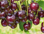 Вишня "Дюк Ночка"