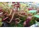 Drosera "Capensis Red Leaf"