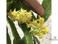Hoya Platicaulis yellow flowers