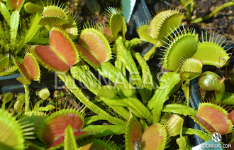 Dionaea muscipula "Schuppenstiel"