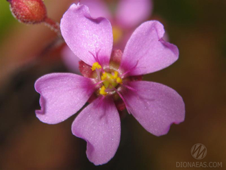 Drosera "Aliciae"