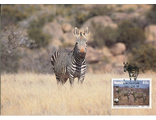 КМ. Намибия. Зебры
