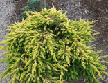 Можжевельник обыкновенный Голдшатц (Juniperus communis Goldschatz)