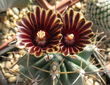 Glandulicactus (1)