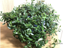 Ficus punctata Anouk / фикус пунктата Анук