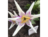 Colchicum h. Harlekijn. Продано