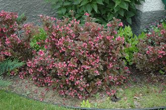 Вейгела цветущая Танго  (Weigela florida Tango)