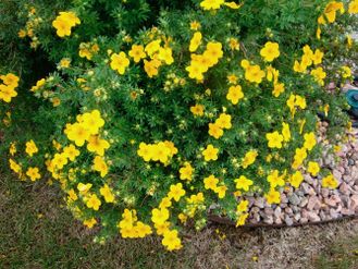 Лапчатка кустарниковая (Potentilla fruticosa Goldstar) с3 40-45см