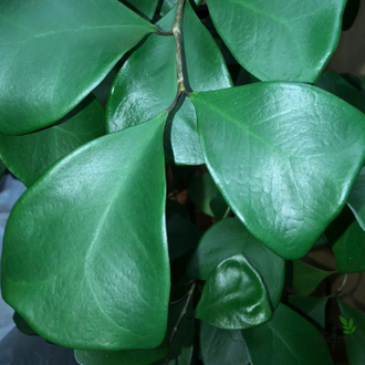 Ficus Triangularis Natali Trinova / фикус треугольный тринова