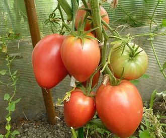 семена томаты "Мазарини" 10 шт.