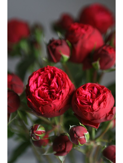 Ред пиано (Red Piano) роза, ЗКС