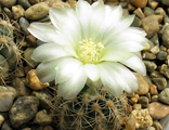 Gymnocalycium bruchii ssp. deminii VG 1176