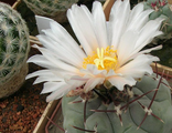 Thelocactus hexaedrophorus