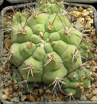 Gymnocalycium pflanzii v. argentinense VG 111