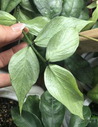 Hoya polyneura Silver