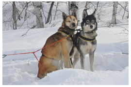 Экскурсия в питомник ездовых собак &quot;В гостях у  «Снежных псов»