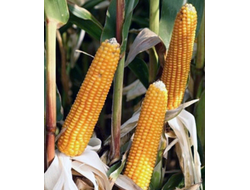 семена кукурузы птерокс ragt